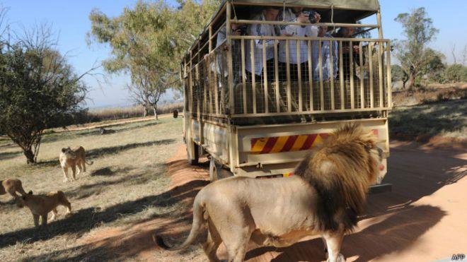 ABD'li turist fotoğrafını çektiği aslana yem oldu