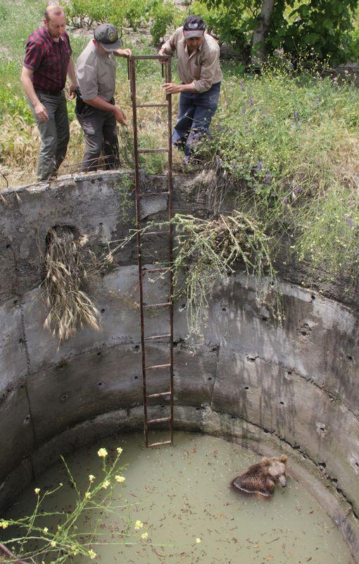 Su kuyusuna düşen ayı merdivenle kurtarıldı