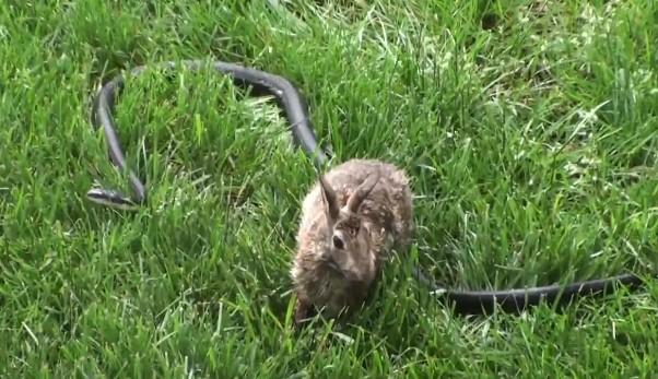Tavşanın yavrusunu yılandan kurtarma mücadelesi
