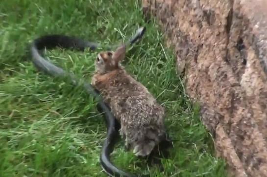 Tavşanın yavrusunu yılandan kurtarma mücadelesi