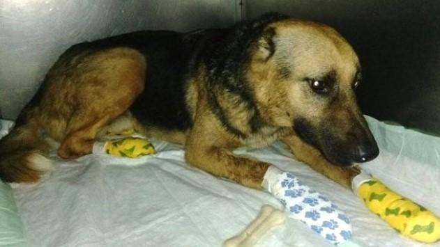 Arabadan atılan köpek sahibinin peşinden 3 km koştu