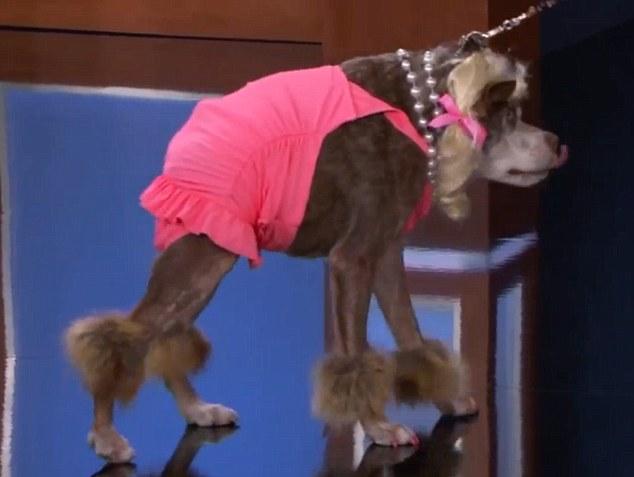 Dünyanın en çirkin köpeği bakıma alındı