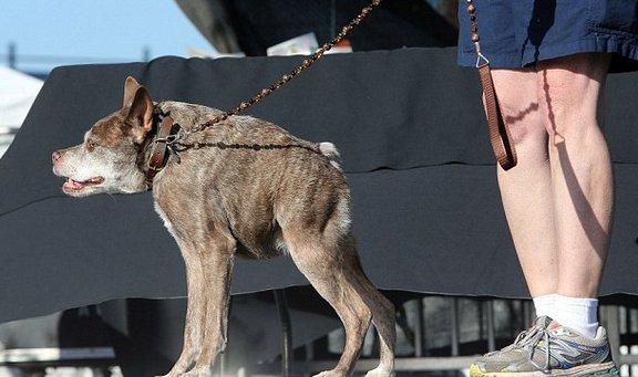 Dünyanın en çirkin köpeği bakıma alındı