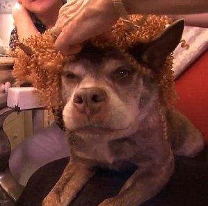 Dünyanın en çirkin köpeği bakıma alındı