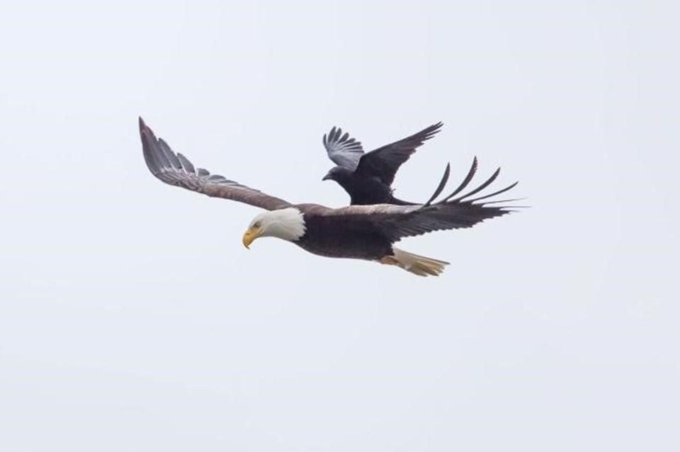 Karga kartalın sırtına çıktı