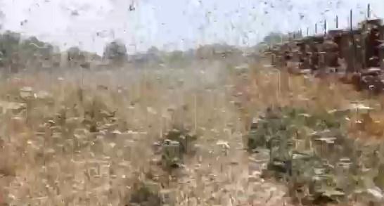 Rusya'yı çekirgeler istila etti