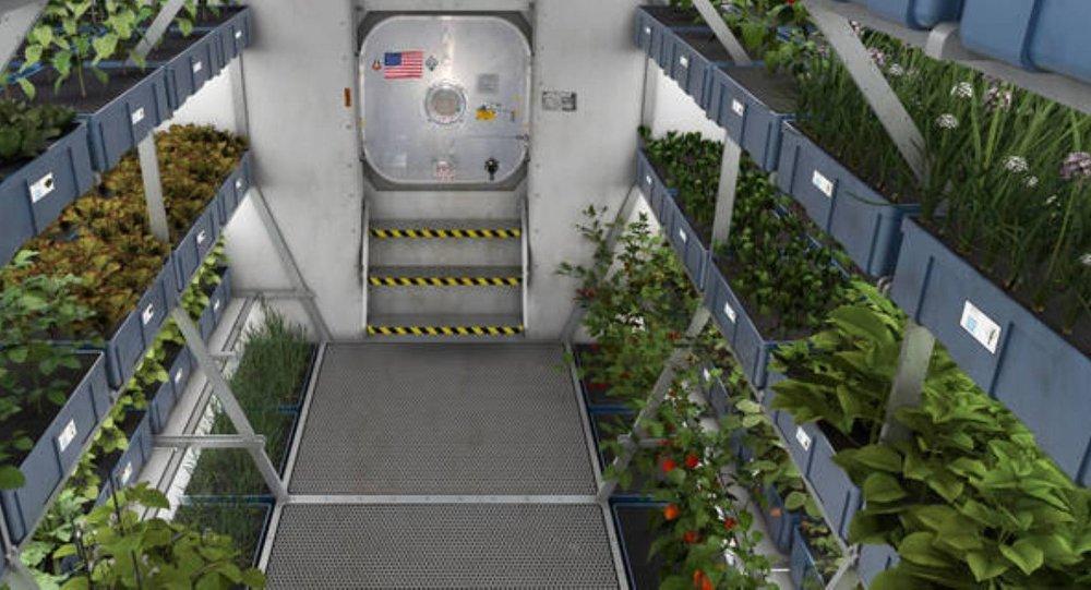 Astronotlar Uzayda yetişen marulun tadına bakacak