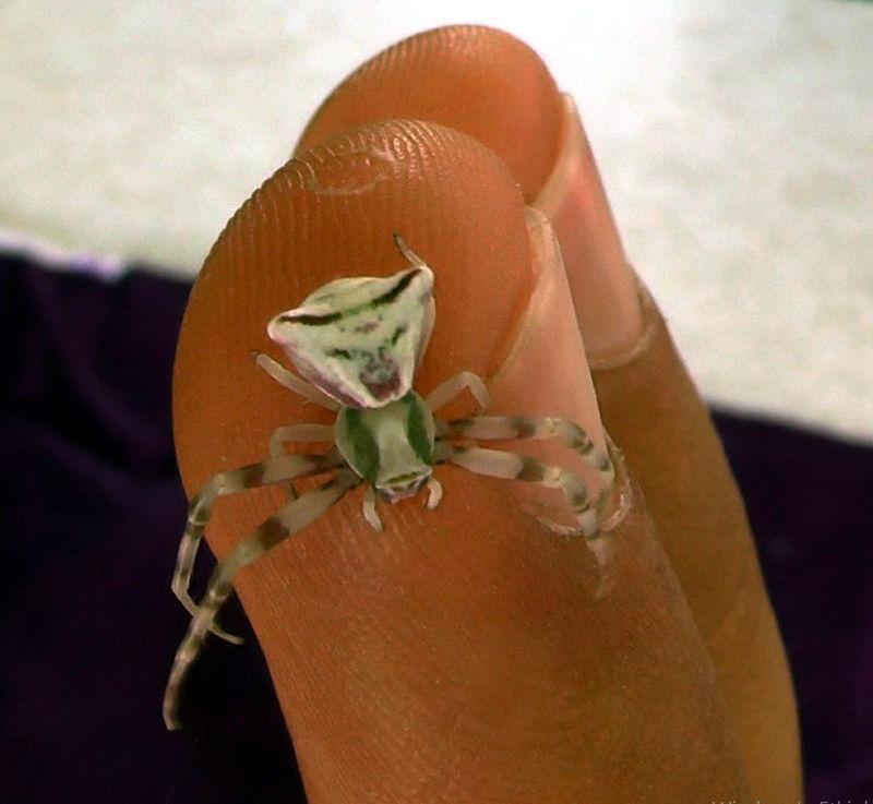 İnsan yüzlü örümcek görenleri şaşırtıyor