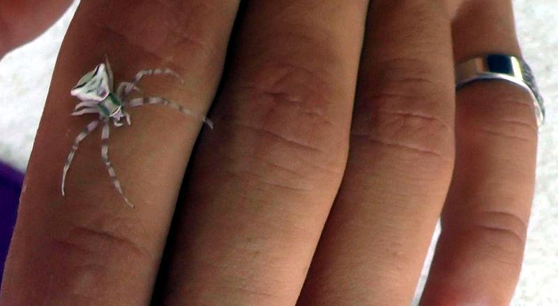 İnsan yüzlü örümcek görenleri şaşırtıyor