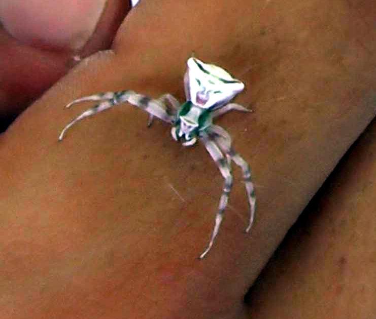 İnsan yüzlü örümcek görenleri şaşırtıyor