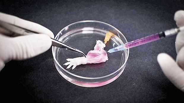 Laboratuvar ortamında kol üretildi