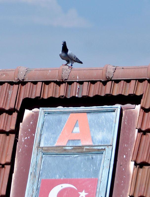 Güvercinler Konya'dan Eskişehir'e 7 saatte ulaştı