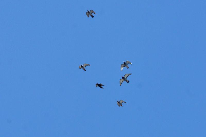 Güvercinler Konya'dan Eskişehir'e 7 saatte ulaştı