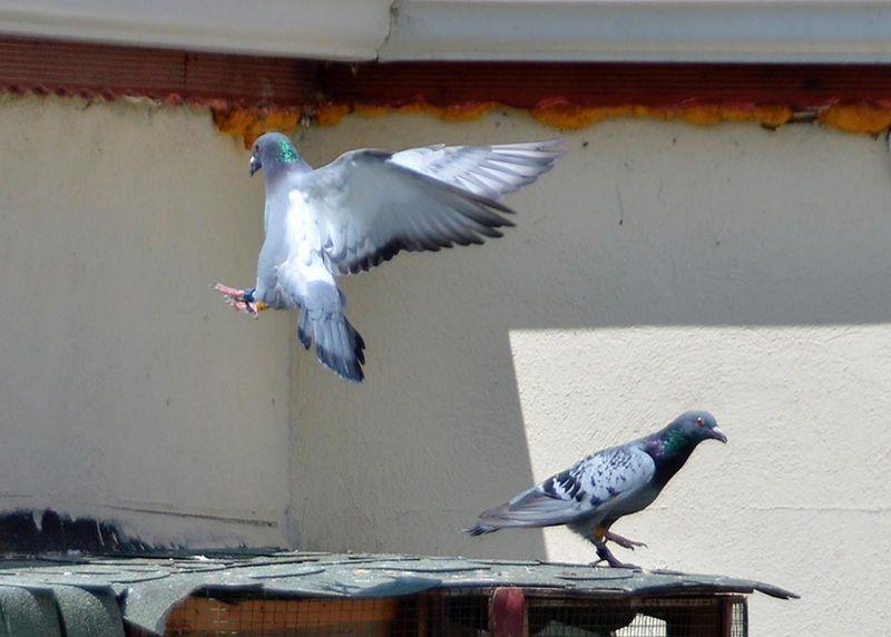 Güvercinler Konya'dan Eskişehir'e 7 saatte ulaştı