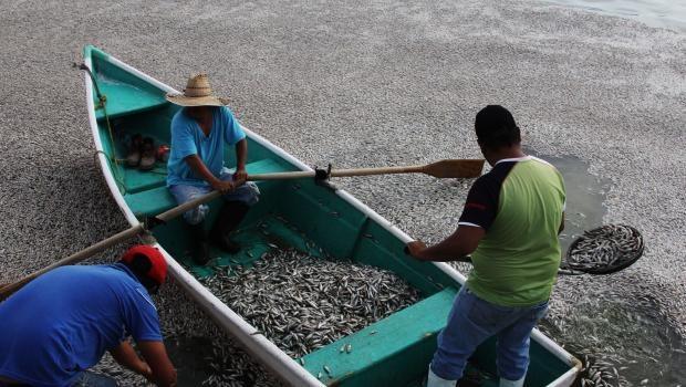 Meksika'da 25 ton balık gölün yüzeyini kapladı