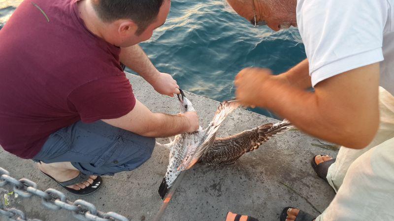 Üsküdar'da balık beklerken oltaya martı takıldı