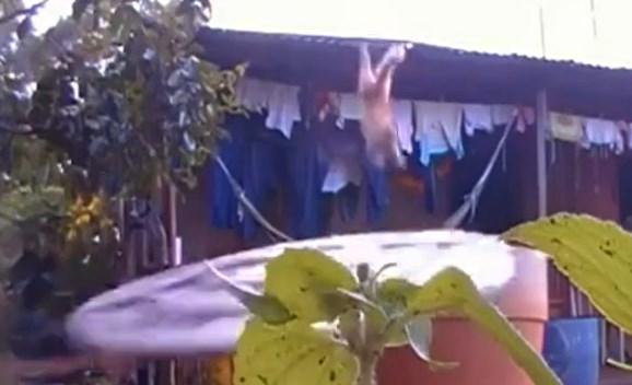 Brezilya'da kediye kötü şaka