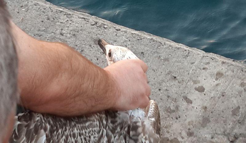 Üsküdar'da balık beklerken oltaya martı takıldı