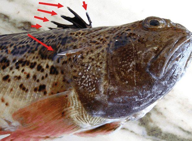 Bergüzar Korel zehirli balığa bastı