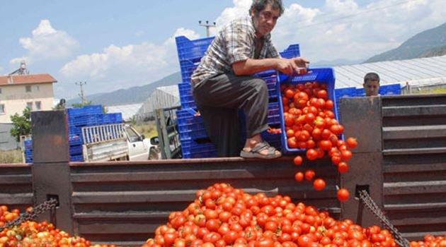 Domates fiyatları dipte