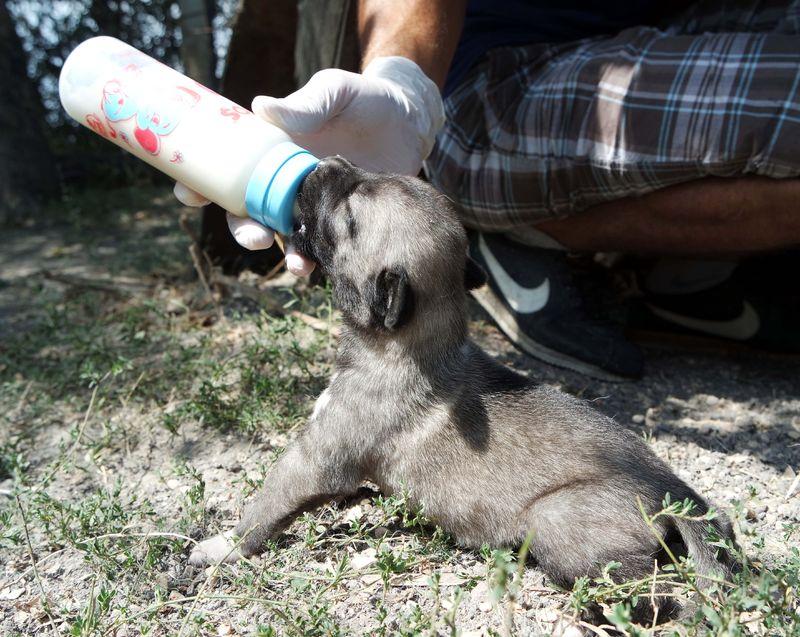 Sıfır otomobil fiyatına kangal