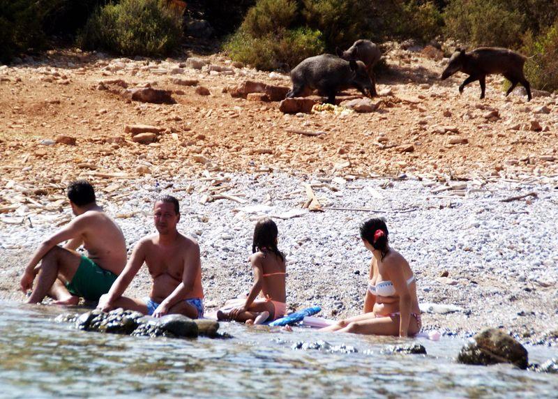 Bodrum'da yaban domuzları şehir merkezine indi