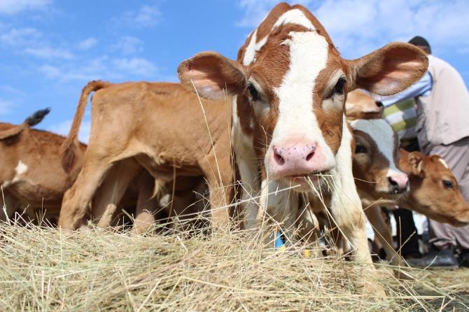 Erzurum'da kurbanlık satışı başladı
