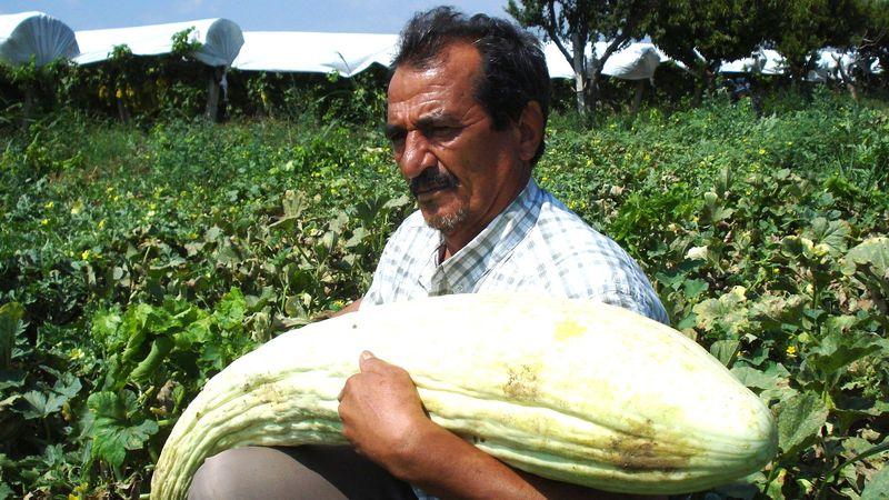 Çiftçi dev acur ve kabak yetiştirdi