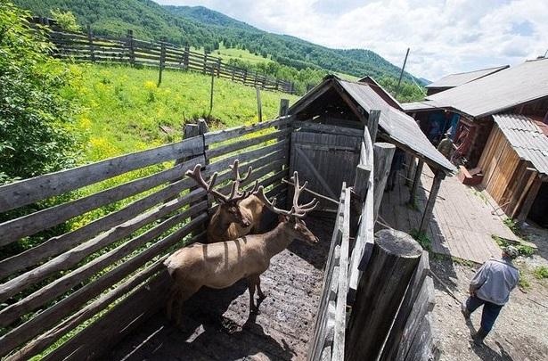 Cinsel gücü artırmak için geyiklere işkence yapılıyor