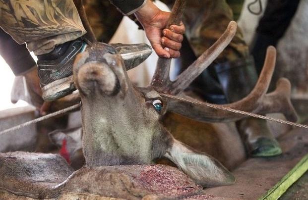Cinsel gücü artırmak için geyiklere işkence yapılıyor