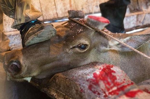 Cinsel gücü artırmak için geyiklere işkence yapılıyor