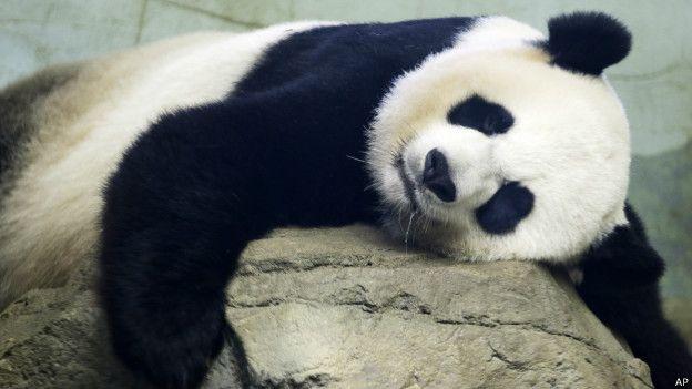 Annesinin emzirmediği yavru panda öldü