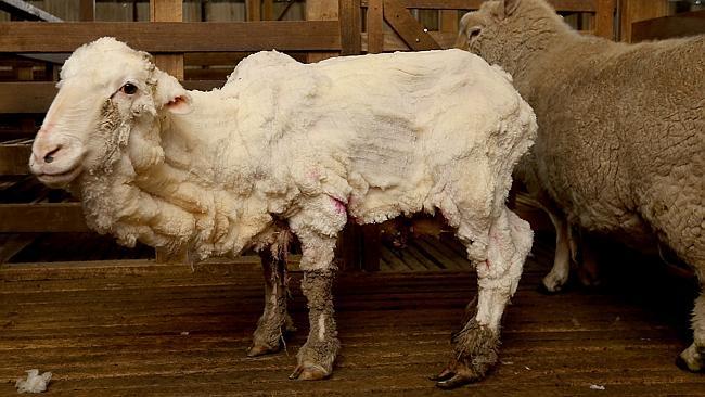 Kırkılmamak için yıllarca kaçan koyun sonunda yakalandı