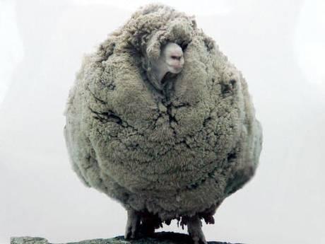 Kırkılmamak için yıllarca kaçan koyun sonunda yakalandı