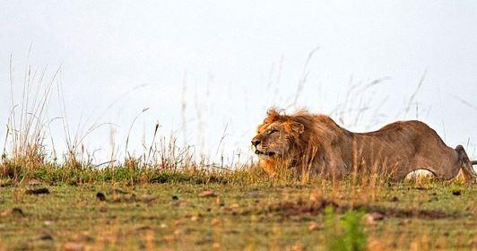 Aslanlar trafiğin ortasında avını parçaladı