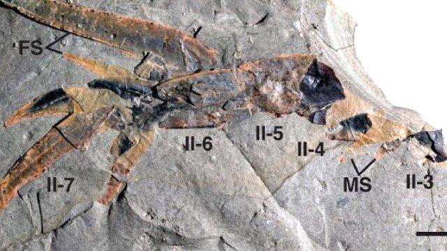 467 milyon yıllık akrep fosili bulundu