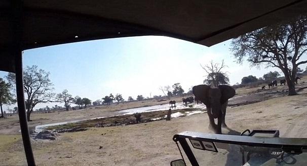 Fil safari aracına saldırdı