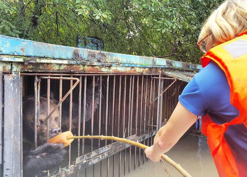 Rusya'daki sel felaketi hayvanları vurdu