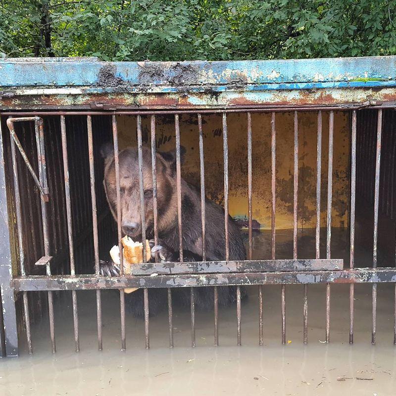 Rusya'daki sel felaketi hayvanları vurdu