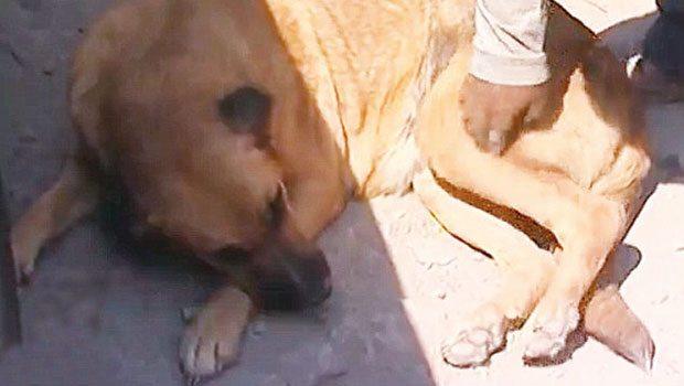 Köpek bebeğe annelik yaptı