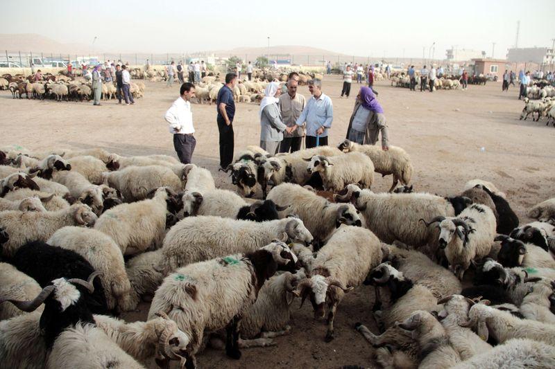 Şanlıurfa'da Kurban Bayramı hareketliliği başladı