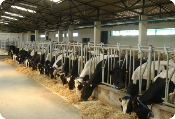 Terör kurbanlık fiyatlarını arttırdı