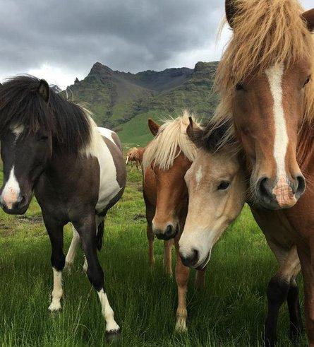 Yeni iPhone modelleri ile çekilen ilk fotoğraflar