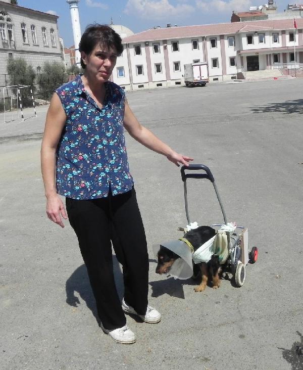 Veterinerden felçli köpeğe pazar arabasından yürüteç