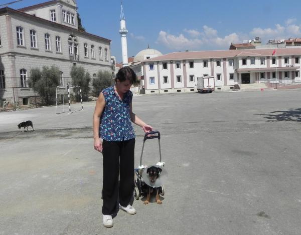 Veterinerden felçli köpeğe pazar arabasından yürüteç