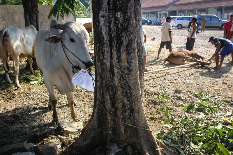 Endonezya'da Kurban Bayramı