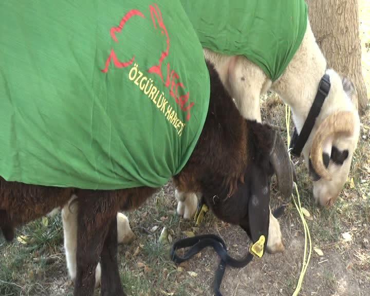 Vegan Özgürlük Hareketi kurbana karşı çıktı