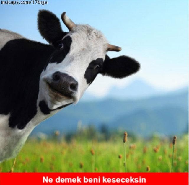 Kurban bayramı capsleri - Foto Galeri