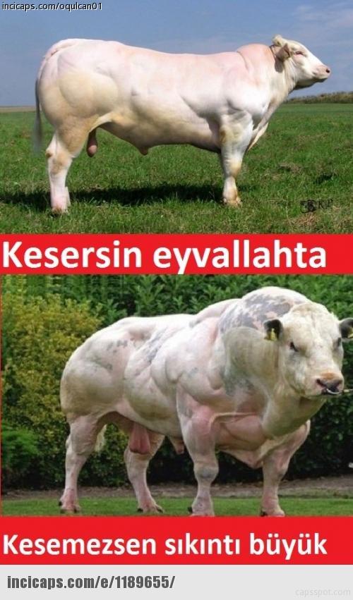 Kurban bayramı capsleri - Foto Galeri