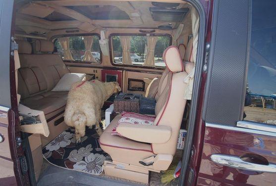 Adanalı kurbanını lüks minibüsle taşıdı